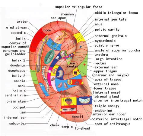 Reflexology Charts for Ears