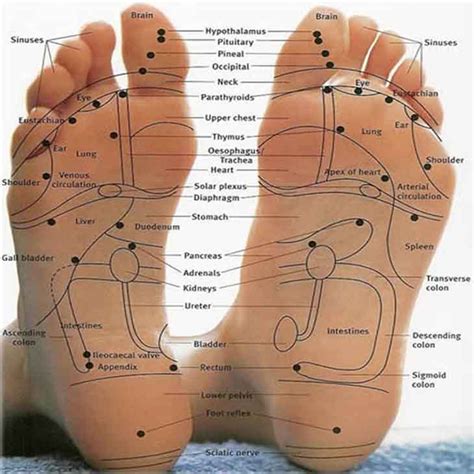 Reflexology Charts for Overall Health