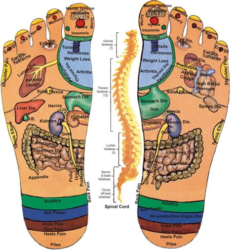 Reflexology Pressure Points