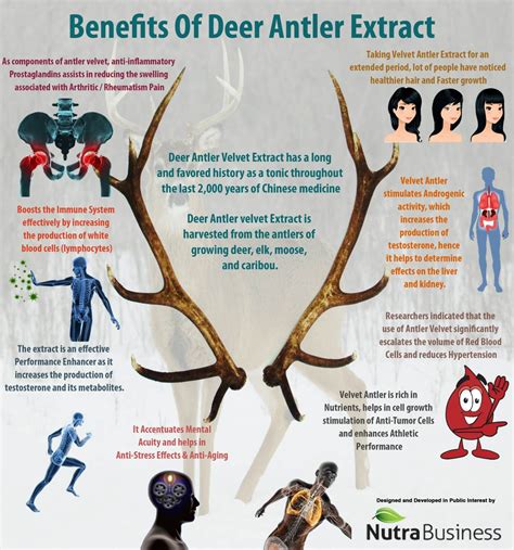 Benefits of Reindeer Antler Template