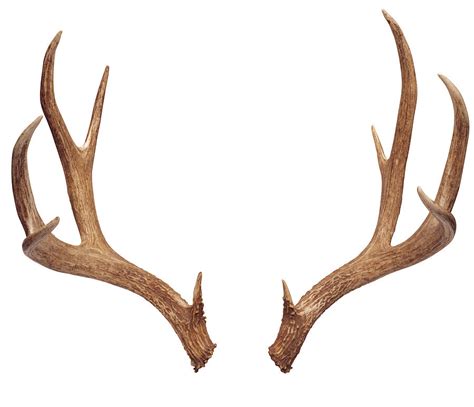 Reindeer Antlers Image 1