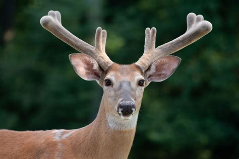 Reindeer Antlers Image 7