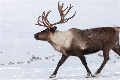 Reindeer Image 3