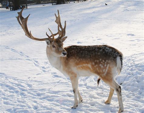 Reindeer Image 9