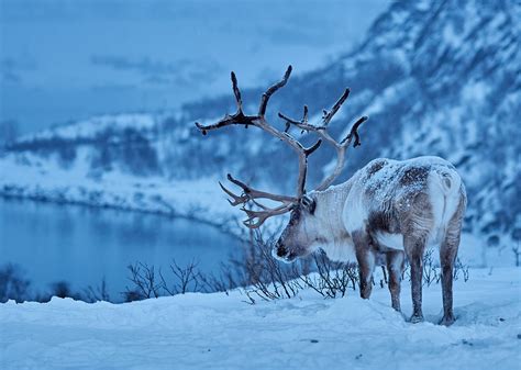 Description of Reindeer Winter