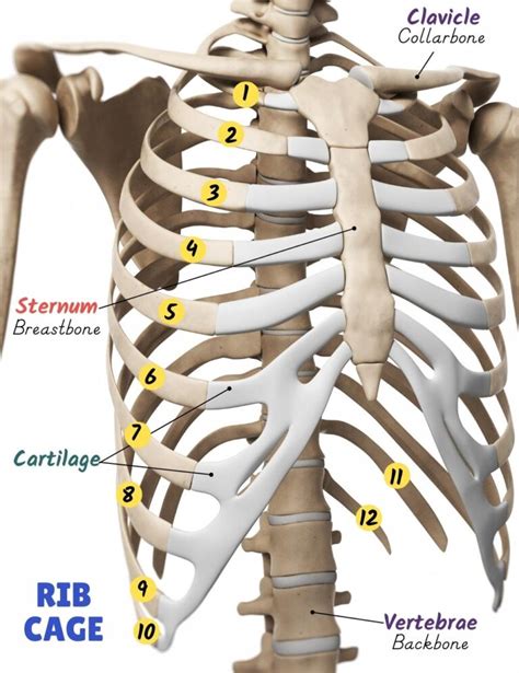 Rib Cage Function