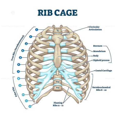 Rib Cage Templates for Medical Purposes