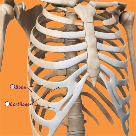 Rib Cage Templates for Research Purposes