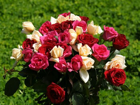 Description of roses