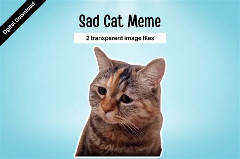 Sad cat meme template