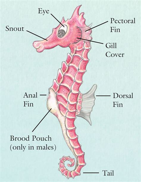 Detailed Anatomy of a Seahorse