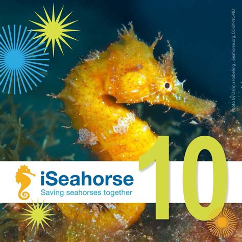 Community Involvement in Seahorse Conservation