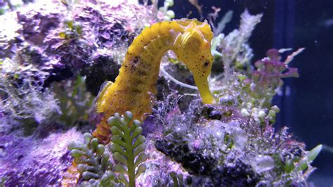 Seahorse in its Natural Habitat