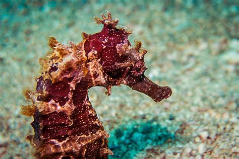 Scientific Research on Seahorses