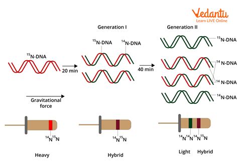 Semiconservative Replication Process