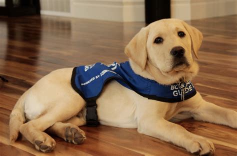 Service Dog Gallery 5