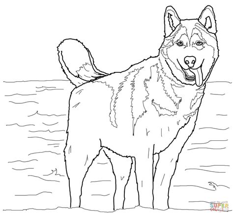 Siberian husky coloring pages