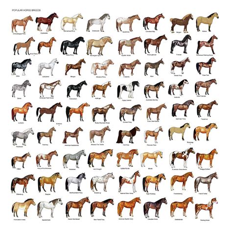 Significant Horse Breeds