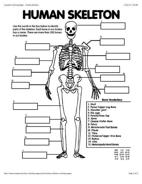 Skeletal System Coloring Pages