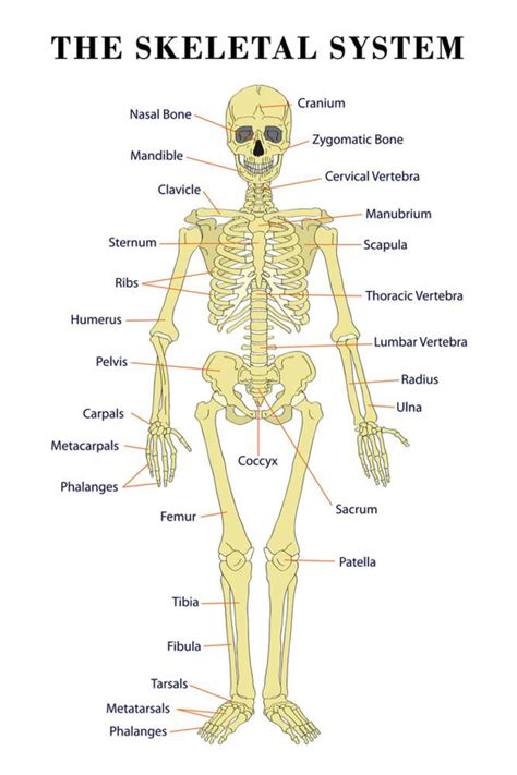 Skeletal System Education