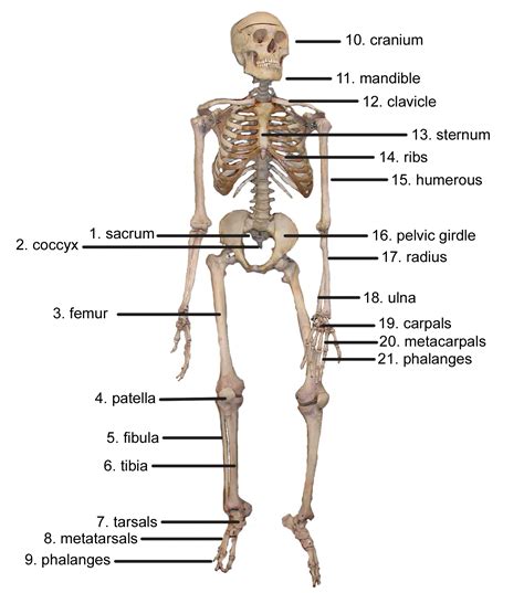 skeleton details