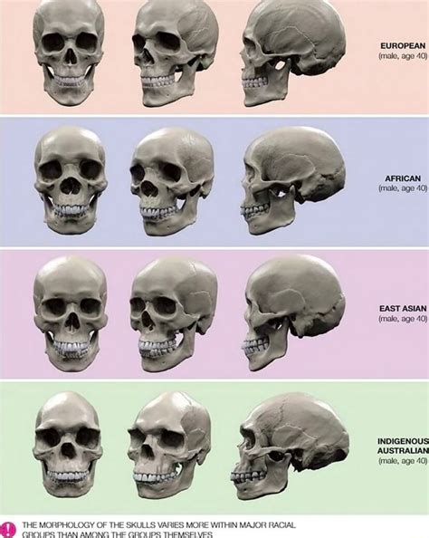 Skull Morphology