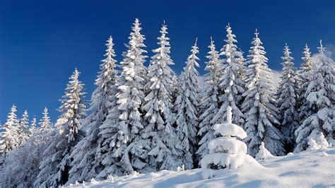 Description of Snow-Covered Trees