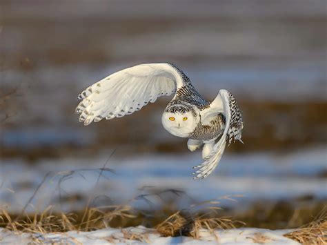 Snowy Owl FAQ