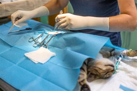 Spay Neuter Procedure