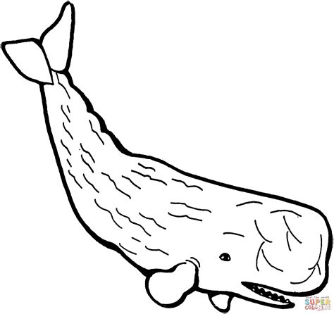 Sperm Whale Coloring Page