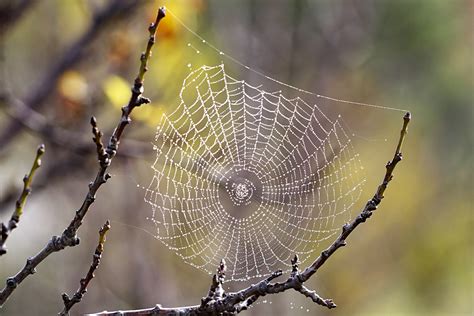 Spider webs for Halloween