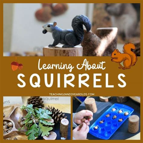 Description of Squirrel Activities