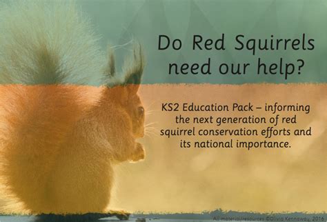 Description of Squirrel Education