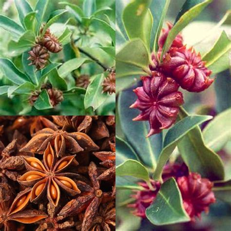 Star Anise Plant