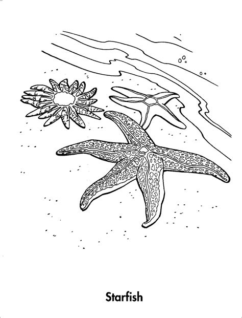 Starfish coloring pages with realistic depictions