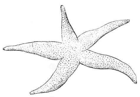 Tips for coloring starfish pages