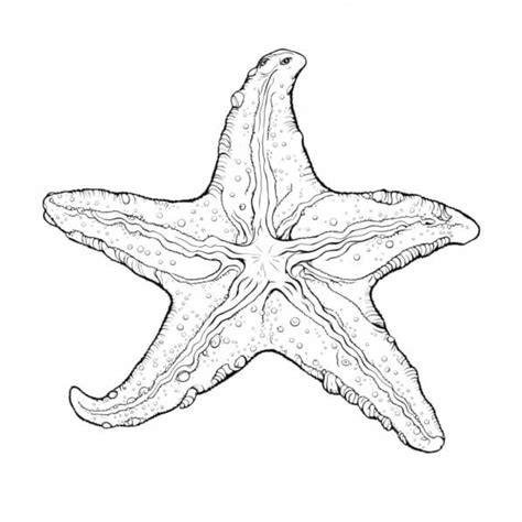 Educational resources and printables for the starfish story