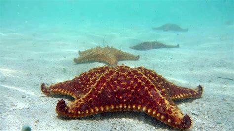 Promoting environmental awareness through the starfish story