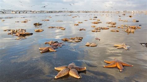 Finding inspiration in the starfish story for making a difference