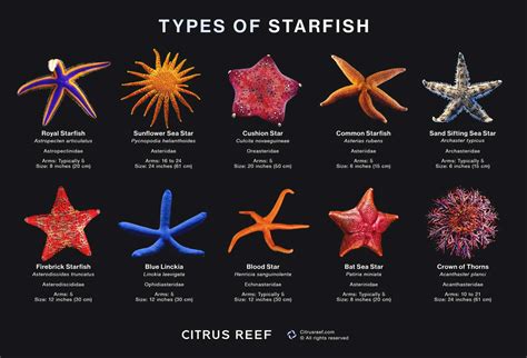 Different species of starfish