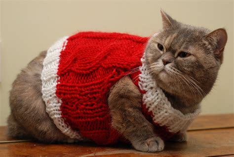 steps to create your own custom cat sweater