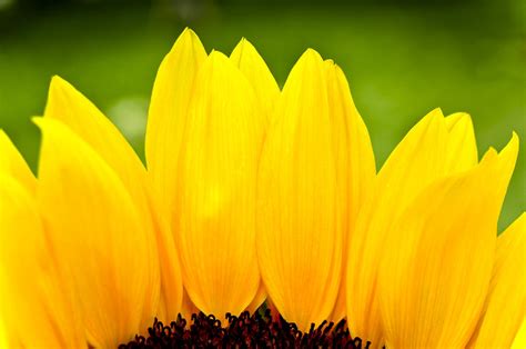 Description of Sunflower Petal Decor