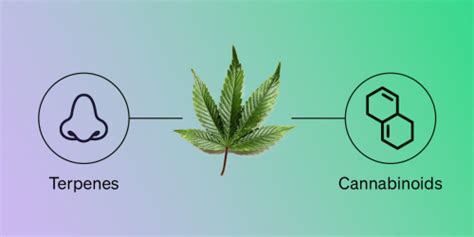 Description of Terpene Community