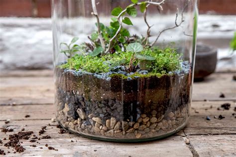 Terrarium for Beginners