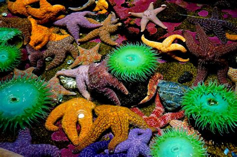 Tide Pool Creatures