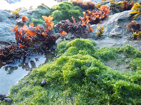 Tide Pool Plants