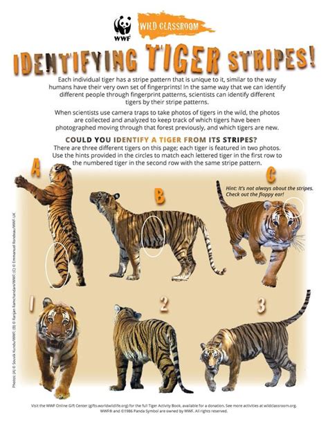 Tiger Activities