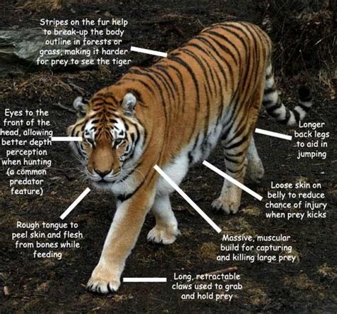 Tiger behavior patterns