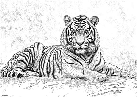 Tiger coloring books for adults