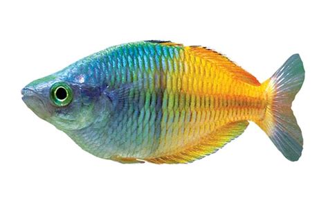 Tips for Using Rainbow Fish Templates